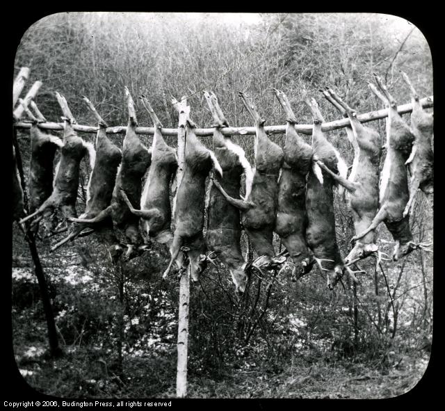 Deer Hunt #2